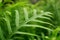 Fresh green leaves of fishtail fern know as monarch, musk or maile-scented fern