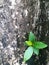 Fresh green leaves germinate on the concrete wall mottled