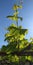 Fresh green leaves of grapevine. Close-up of flowering grape vines, grapes bloom during day