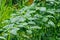 Fresh Green Leaves Of Green Amaranth Or Amaranthus Hybridus Garden Plants