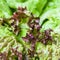 Fresh green leaves of Lollo rosso lettuce close up