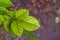 Fresh green leaves of Millettia pinnata