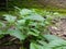 Fresh green leaves. natural green wood blur background