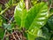 Fresh green leaves. natural green wood blur background