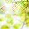 Fresh green leaves over blurred background, sun light, spring