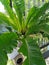 Fresh green leaves planted in pots.