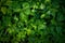 Fresh green leaves of plants. Forest nature background texture.