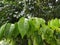 Fresh green leaves Rambutan plant after the rain