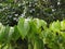 Fresh green leaves Rambutan plant after the rain