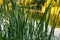 Fresh green leaves of reeds close-up by the pond under the setting sun. Landscape wallpaper
