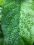 Fresh green leaves sprinkled with leftover rainwater