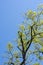 Fresh green leaves sprouting from tree branches