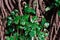 A fresh green leaves sticked on a big tree trunk