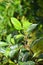 Fresh Green Leaves of Tea Plant - Camellia Sinensis against Green Background