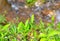 Fresh Green Leaves of Tea Plant - Camellia Sinensis against Green Background