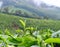 Fresh Green Leaves of Tea Plant - Camellia Sinensis - in Tea Plantation in Munnar, Kerala, India