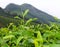 Fresh Green Leaves of Tea Plant - Camellia Sinensis - in Tea Plantation over Hills