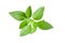 Fresh green leaves of Thai lemon basil or hoary basil tropical h