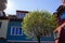 fresh green leaves tree with sunbeam on colorful city facades