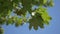 Fresh green leaves on the tree in sunlight swaying in the wind. Maple branch in forest against blue sky at summer day