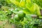 Fresh green lemon limes on tree in garden