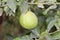 Fresh green lemon limes on tree in organic garden.Lime tree with fruits closeup