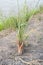 Fresh green lemongrass plant in nature garden