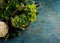 Fresh green lettuce, cabbage and vegetables in a basket