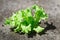 Fresh green lettuce crop