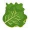 Fresh and green lettuce graphic