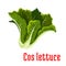 Fresh green lettuce icon, cartoon style