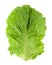 Fresh green lettuce isolated