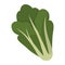 Fresh green lettuce isolated icon