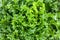 Fresh green lettuce leafs, top view. Spring gardening, organic kitchen. Green wallpaper.