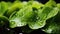 Fresh Green Lettuce Leaves Glistening with Water Drops: Close-Up Macro Detail - Banner