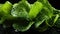 Fresh Green Lettuce Leaves Glistening with Water Drops: Close-Up Macro Detail - Banner