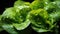 Fresh Green Lettuce Leaves Glistening with Water Drops: Close-Up Macro Detail - Banner