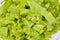 Fresh green lettuce leaves, ideal for diet, lettuce salad