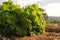 Fresh green lettuce planted in soil covered with dry straw