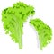 Fresh green lettuce salad leaves