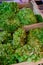 Fresh green lettuce salad on outdoor market with seasonal local vegetables and fruits in Saint-Tropez, Provence