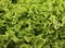 Fresh green lettuce salat on wooden background. Healthy food