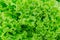Fresh green lettuce texture