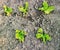 Fresh green lettuces growing in soil