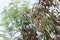 Fresh green leucaena glauca tree in nature garden