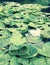 The fresh green lily pads of Bucha - LOVE - BUCHA - UKRAINE