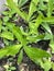 Fresh green long coriander plant in nature garden