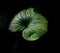 Fresh green lotus leaves appear in the dark.
