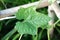 Fresh green Luffa cylindrica leaf in nature garden