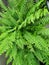 Fresh green maidenhair in the big vase